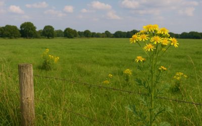 Vragen over Jacobskruiskruid